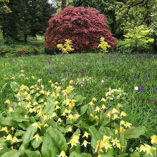 Spring time at Glin Castle