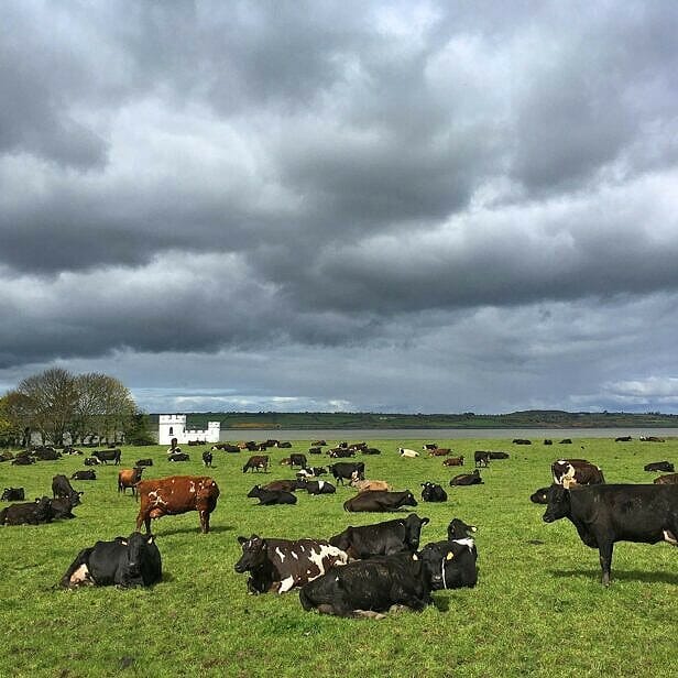 : Glin Castle looks out over a stretch of green fields, dotted with grazing blackand-white cows