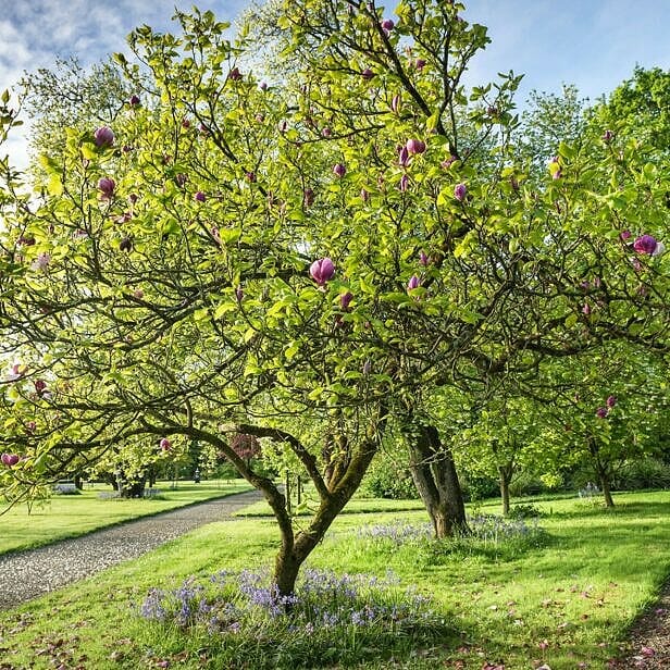 The glory of magnolia time, Glin Castle